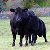 Aberdeen Angus Cow and Calf